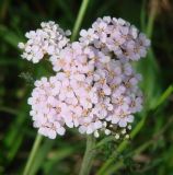 род Achillea. Соцветие. Иркутская обл., окр. пос. Большая Речка. 19.07.2013.