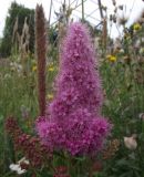 Spiraea salicifolia