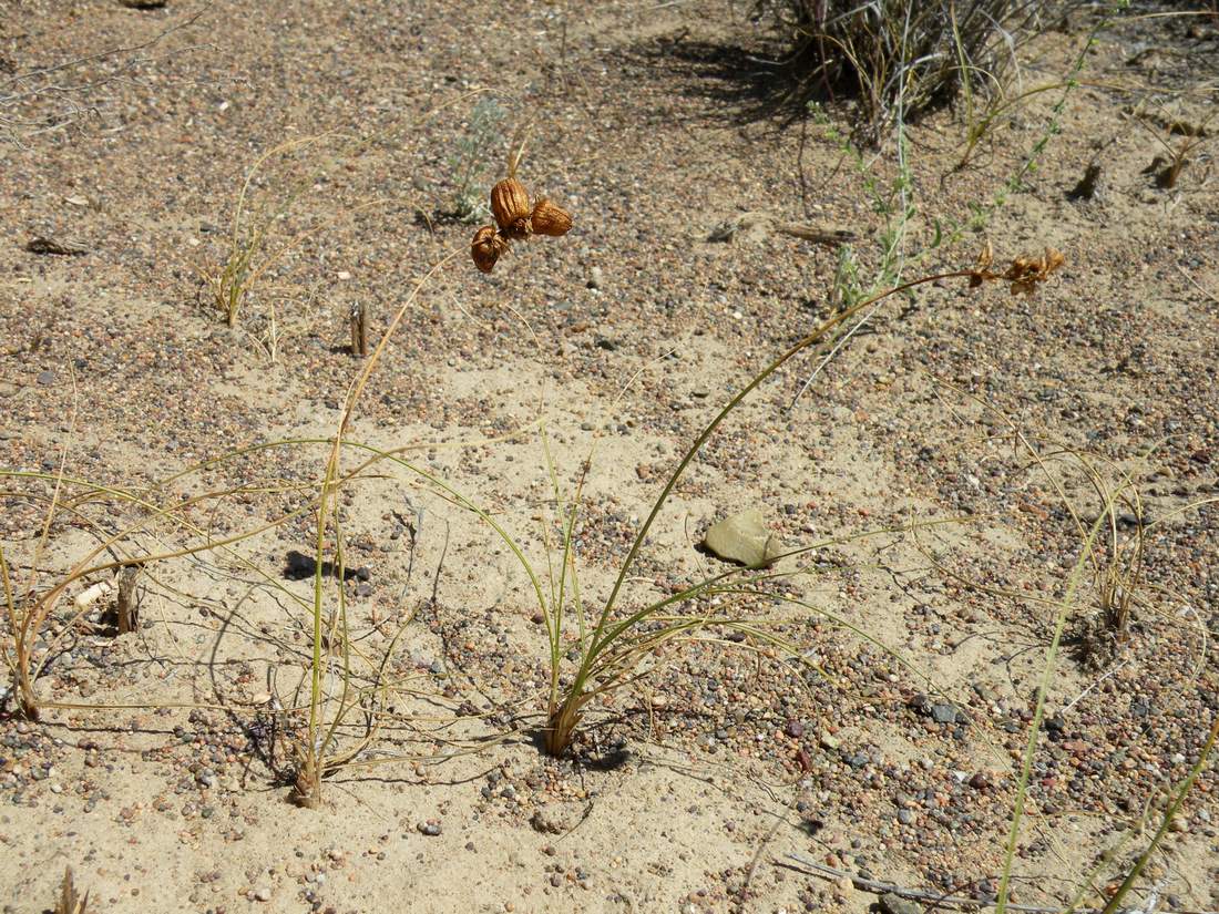 Изображение особи Carex physodes.