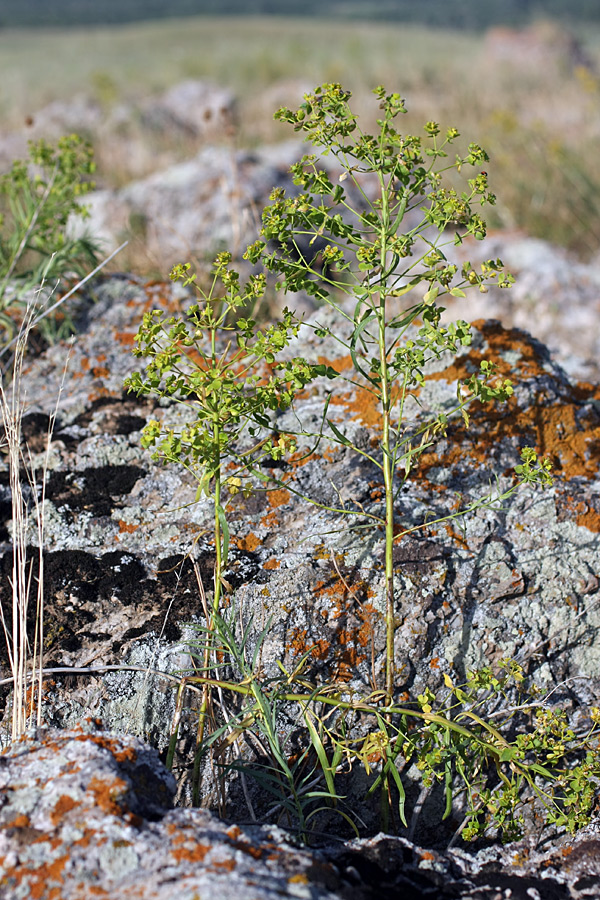 Image of Euphorbia jaxartica specimen.