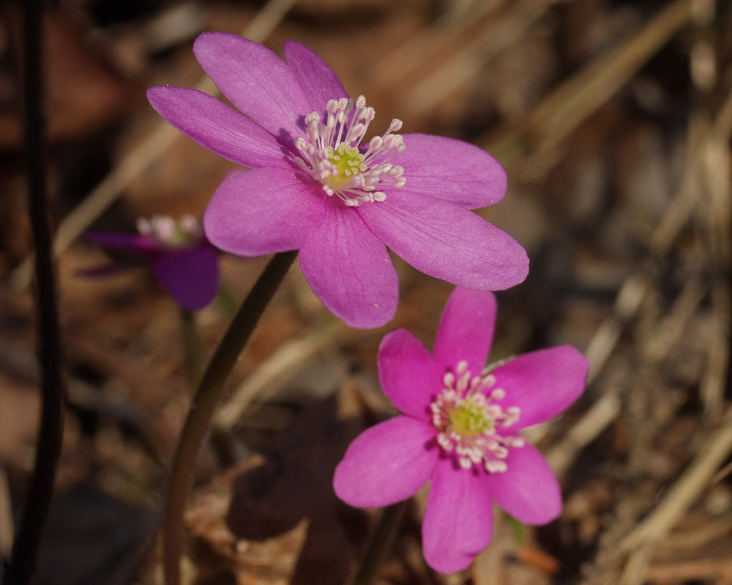 Image of Hepatica nobilis specimen.