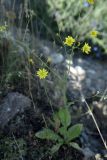Crepis subspecies turkestanica
