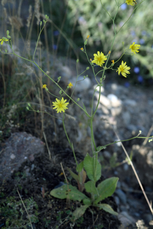Image of Crepis pulchra ssp. turkestanica specimen.