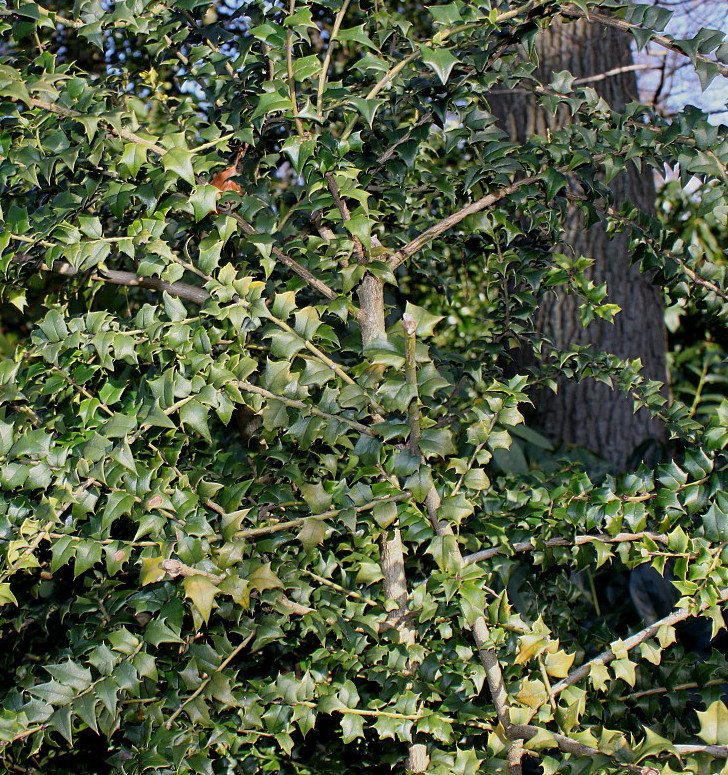 Image of Ilex bioritsensis specimen.