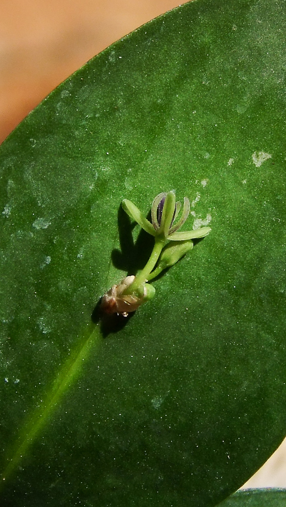 Изображение особи Ruscus aculeatus.