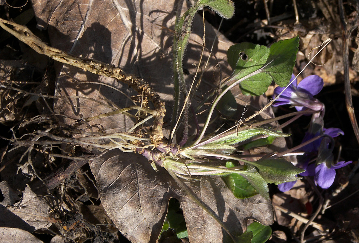 Image of Viola dehnhardtii specimen.