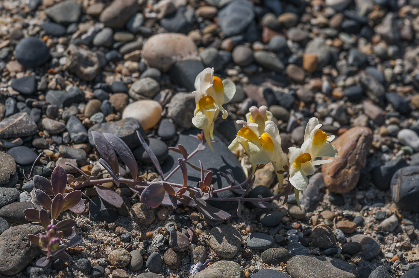 Изображение особи Linaria japonica.