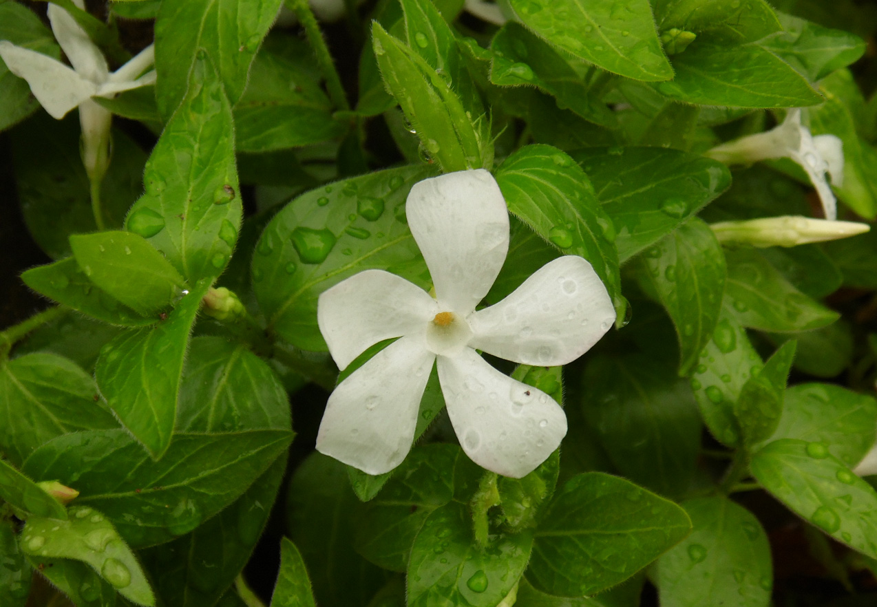 Image of Vinca major specimen.