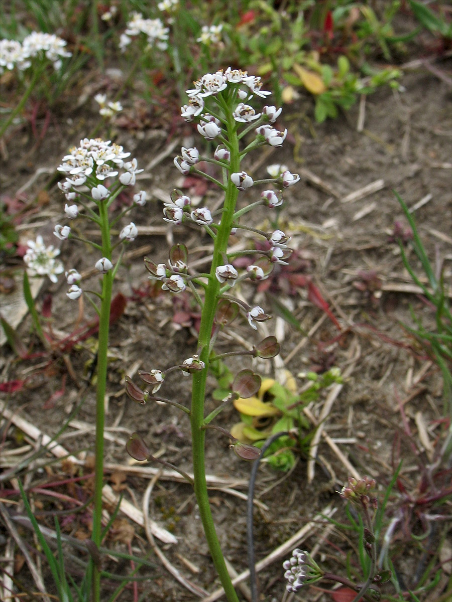 Image of Teesdalia nudicaulis specimen.