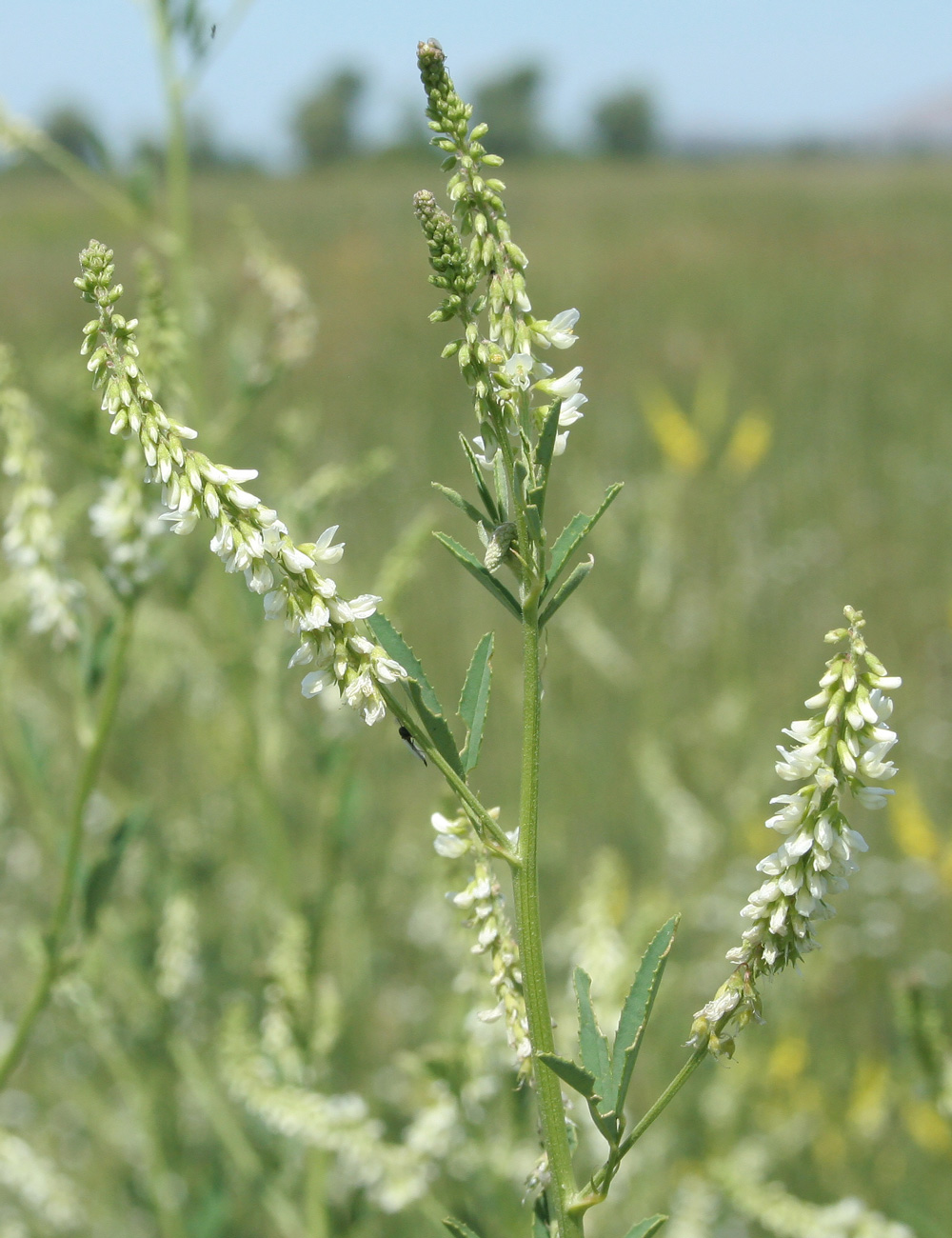 Image of Melilotus albus specimen.
