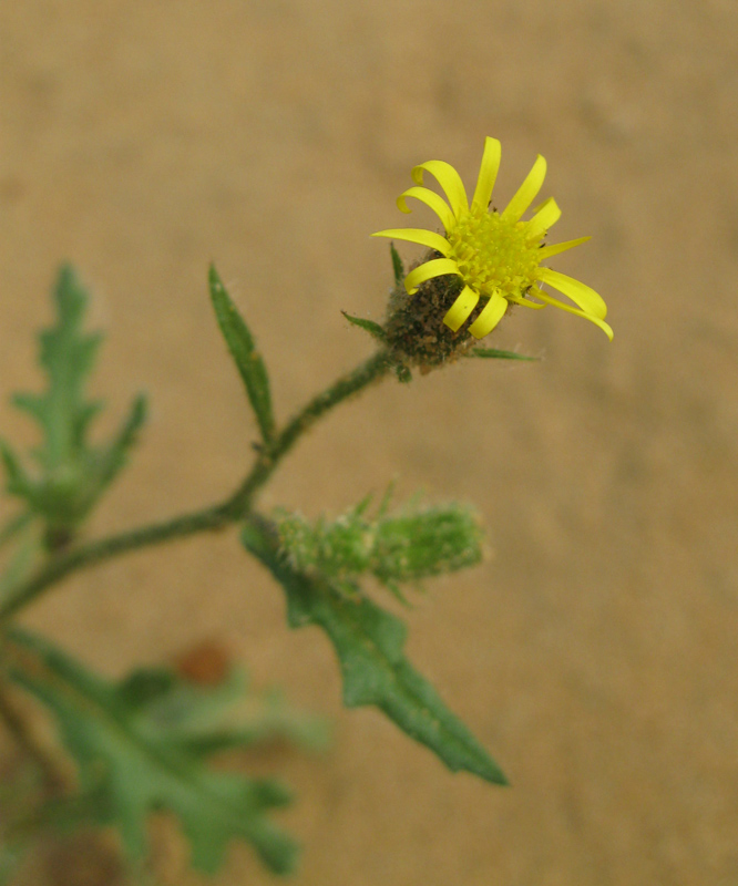 Image of Senecio viscosus specimen.