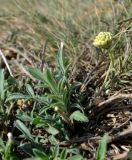 Cephalaria uralensis