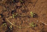 Veronica anagallis-aquatica