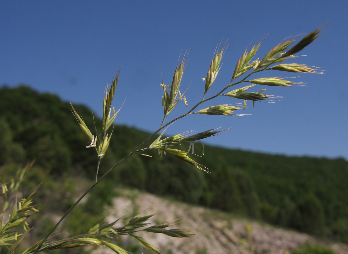 Изображение особи род Festuca.