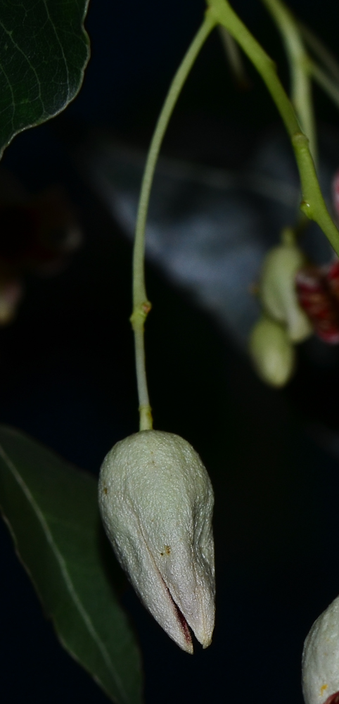 Изображение особи Brachychiton populneus.