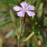 Dianthus tenuiflorus