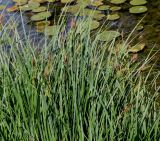 Carex acutiformis. Верхние части цветущих и плодоносящих растений. Германия, г. Дюссельдорф, Ботанический сад университета. 04.05.2014.