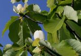 Magnolia hypoleuca