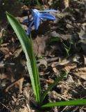 Scilla siberica. Цветущее растение в городском парке. Нидерланды, Гронинген. Март 2007 г.