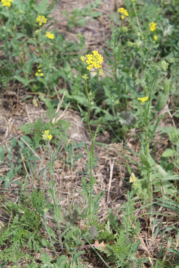 Изображение особи Sisymbrium loeselii.