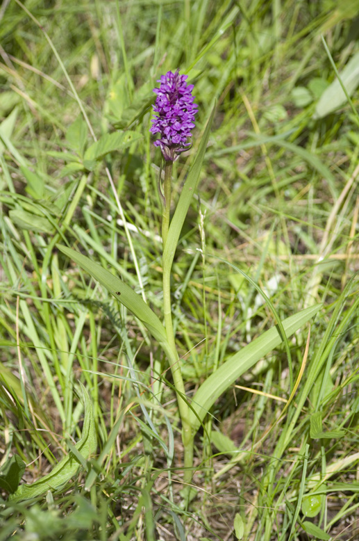 Изображение особи Dactylorhiza incarnata.