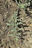Centaurea rubriflora