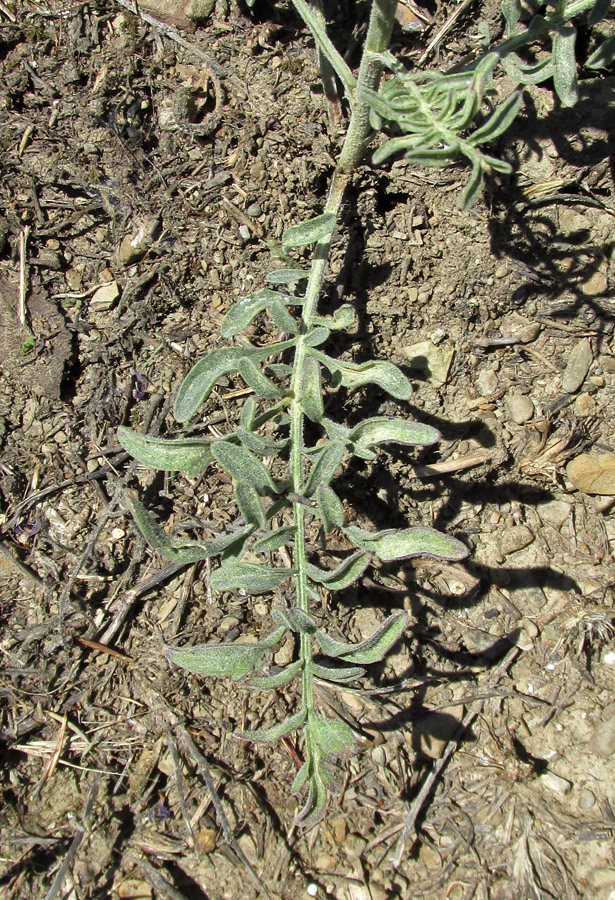 Image of Centaurea rubriflora specimen.