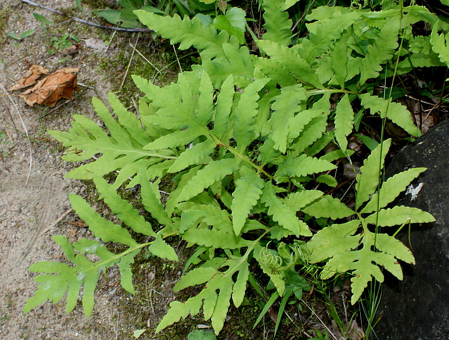 Изображение особи Onoclea sensibilis.