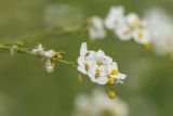 Crambe koktebelica