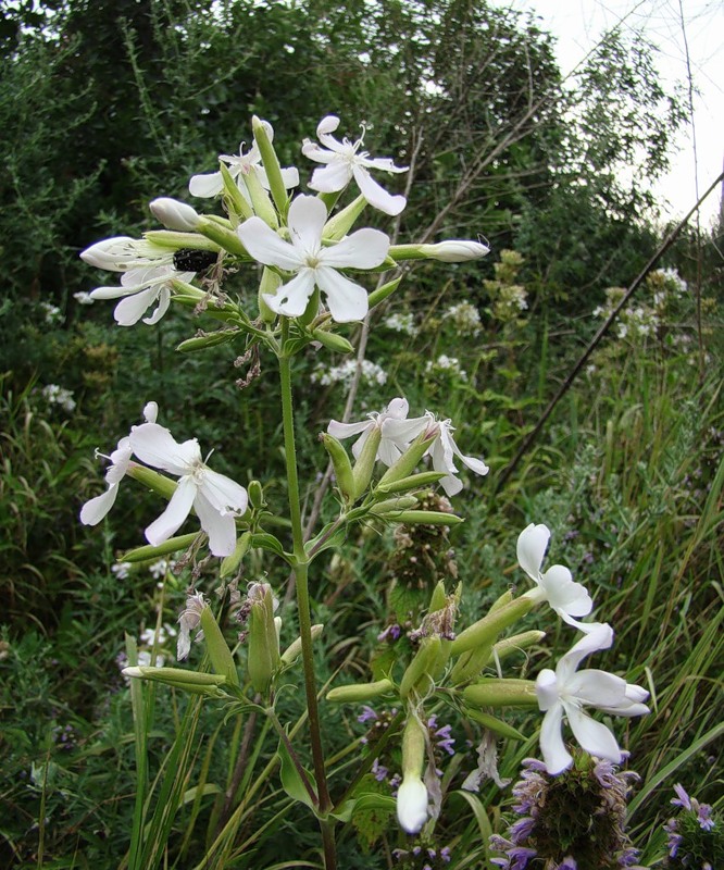 Изображение особи Saponaria officinalis.