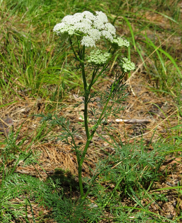 Image of Kadenia dubia specimen.