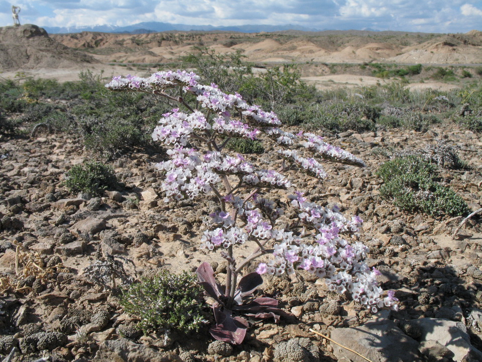 Image of Goniolimon strictum specimen.