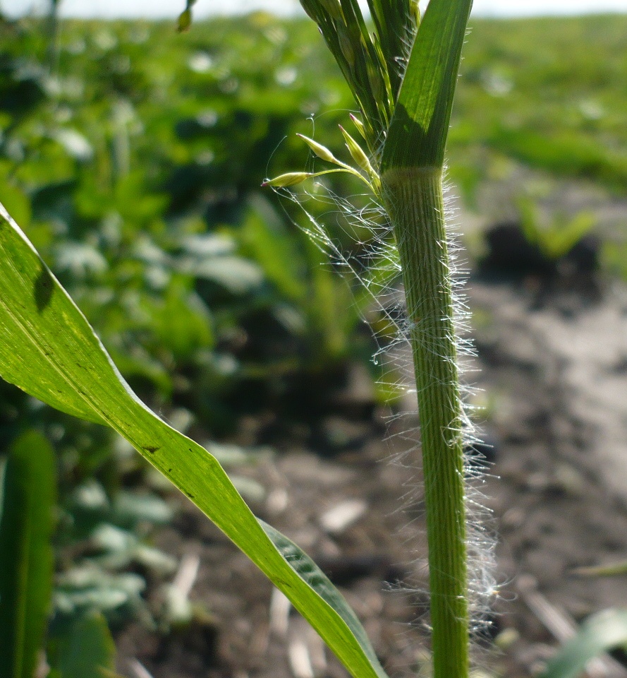 Изображение особи Panicum miliaceum ssp. ruderale.