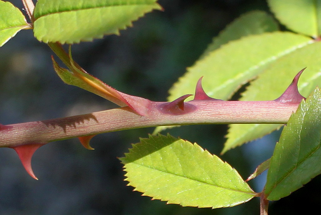 Изображение особи Rosa stylosa.