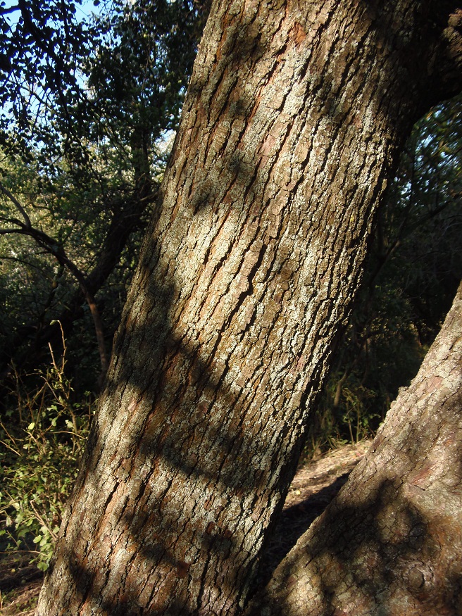 Image of Pyrus pyraster specimen.