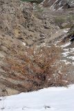 Crataegus turkestanica. Растение перед началом вегетации. Южный Казахстан, горы Алатау, Восточное ущелье. 08.04.2014.