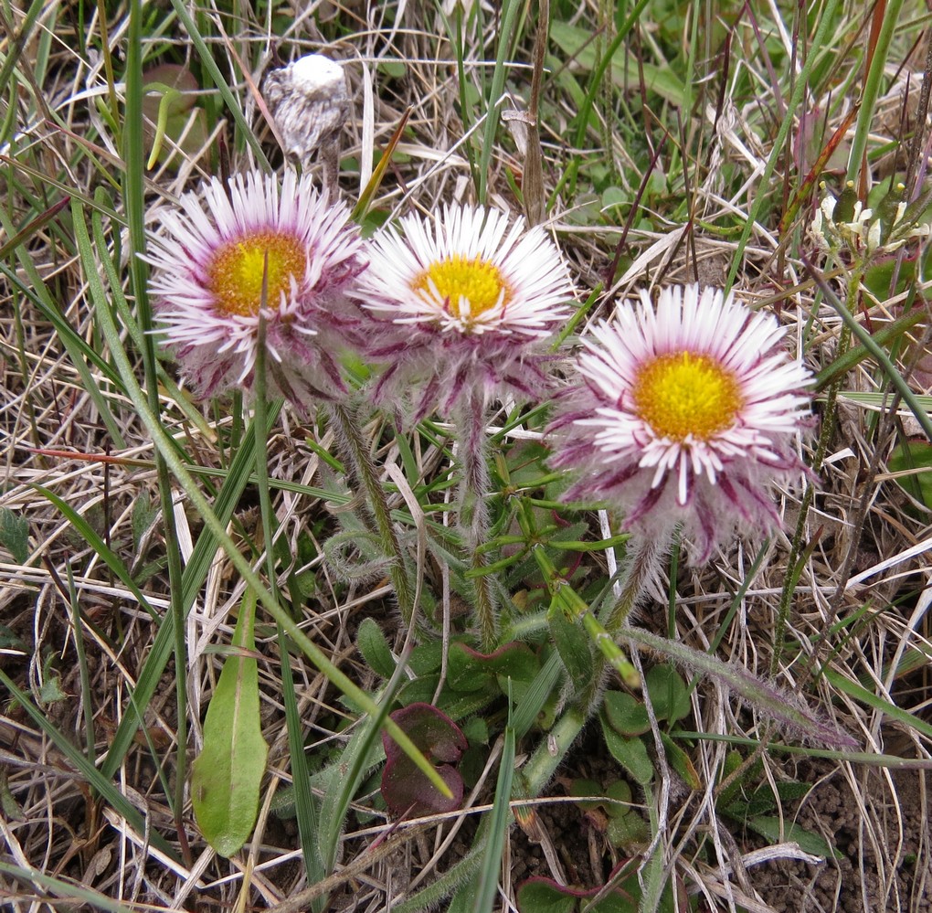 Image of Erigeron eriocephalus specimen.