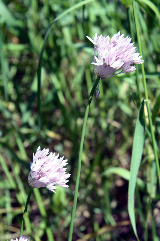 Изображение особи Allium umbilicatum.