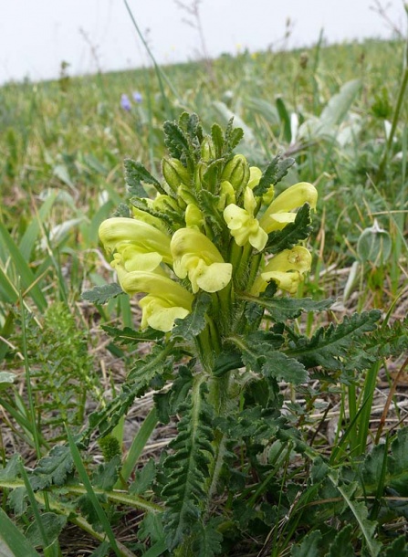 Изображение особи Pedicularis sibthorpii.