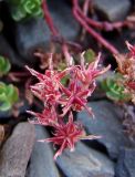 Sedum stevenianum