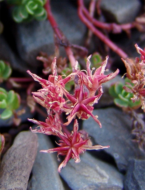 Изображение особи Sedum stevenianum.