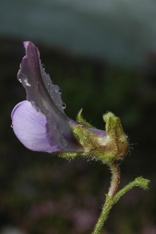 Image of Cicer songaricum specimen.