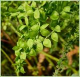 Atriplex sagittata. Часть побега с созревающими плодами. Чувашия, окр. г. Шумерля, правый берег р. Сура, Сурский затон. 9 сентября 2009 г.