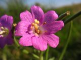 Epilobium hirsutum. Цветок. Ставропольский край, Благодарненский р-н, окр. с. Шишкино, поросший рогозом сильно обмелевший водоём. 19.09.2009.