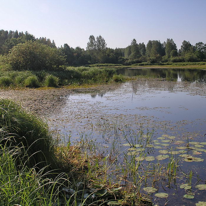 Изображение особи Sagittaria sagittifolia.