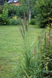 Calamagrostis epigeios