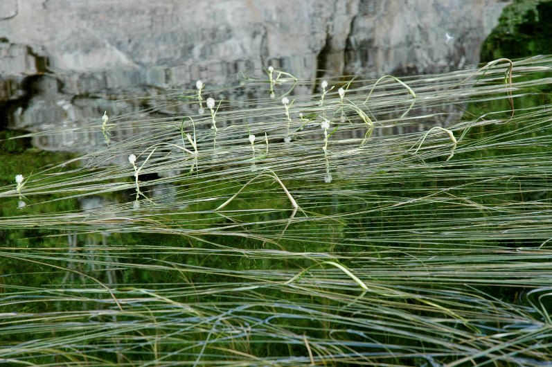 Image of Sparganium angustifolium specimen.
