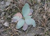 Limonium hypanicum. Вегетирующее растение. Украина, Днепропетровская обл., Криворожский р-н, окр. с. Широкое, склон балки. 17.02.2014.