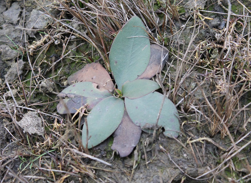 Изображение особи Limonium hypanicum.