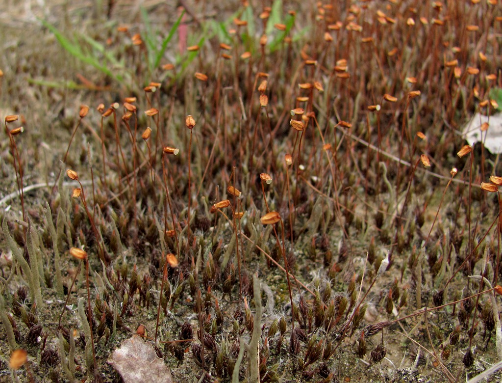 Image of Polytrichum piliferum specimen.